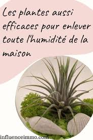 5 Plantes Qui Absorbent L Humidite De Toutes Les Pieces Plante Fleur Hiver Astuce Jardin