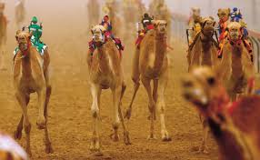 That camel jockey is getting away! High Tech Camel Races