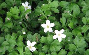 Notre production de plantes retombantes. Ellisiophyllum Pinnatum Vivace Persistante Couvre Sol Plantation Culture