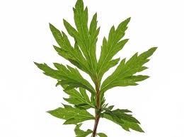 希少】ダバナ精油 | KIRANAH & NANOHA