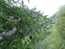 Image result for Vitex franceseana