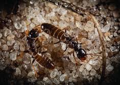 Kansas city pest control, brown recluse and termite specialists! 9 Services Ideas Pest Control Services Pest Control Exterminator