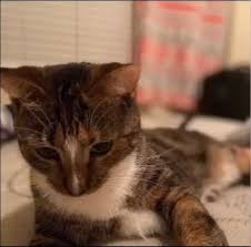 Pin By Sam On Patches Funny Animal Jokes Animal Memes Catboy