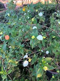 Image result for Pseudomussaenda