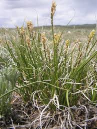 Image result for Carex lycurus