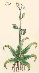 Image result for Subularia