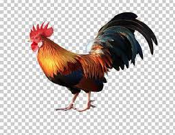 Cochin Chicken Vietnam Goat Rooster Poultry Png 2017 Animals Beak Big Big Ben Rooster Cochin Chickens Photoshop Backgrounds Backdrops