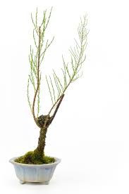 Tamarisk Gyoryuu 33 Cm 15 Years Old Bonsai Plaza