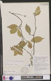 Image result for Rinorea ferruginea