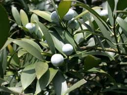 Image result for Nageia nagi