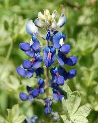 Pin On Flowers