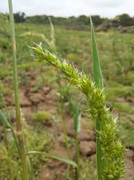 Image result for Echinochloa crus-pavonis