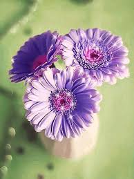 Pin By Simla Dawn On Rr Flowers Gif Floral