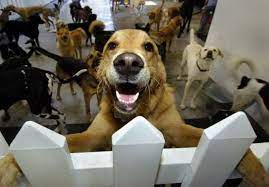 Dog boarding, dog walking, house sitting Top 10 Benefits Of Doggy Daycare Petlife