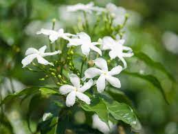 Cutting fresh flowers for the home brings the scent inside for a while, but it soon fades, leaving you with nothing but memories. Looking For Fragrant Flowers Try Planting Scented Jasmine Dengarden