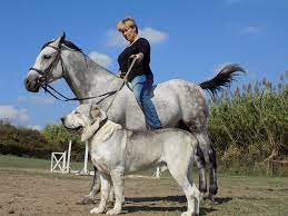 A breed of large dog usually used as a livestock guardian. Central Asian Shepherd Dog Native Breed Org