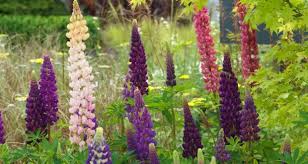 We did not find results for: How To Grow Lovely Lupins Cosmos And Columbine For Summer