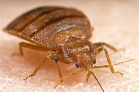 Use an overlapping pattern for total coverage. Kills Bed Bugs Plus Aerosol Spray Nixalite