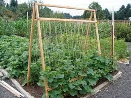 Amazon Com Trellis Netting For Smart Gardeners Supports Tomatoes Vegetables Fruit To Grow Uprigh Garden Trellis Vertical Vegetable Garden Vertical Garden