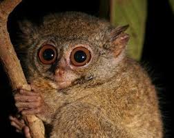 Lariang Tarsier Google Search Tarsier Primates Orangutan