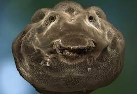 26 Things You Never Want To See Under A Microscope Things Under A Microscope Common Frog Micro Photography