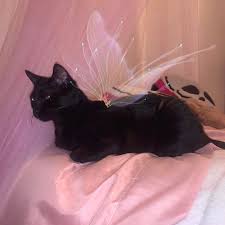 You may also like these hd dog wallpapers. Pin On Cat ãƒ½ W ä¸¿