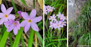 Image result for Tulbaghia alliacea