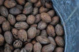 Check spelling or type a new query. Live Free Picking Pecans