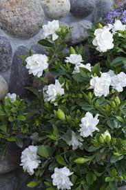 Everblooming Gardenia Monrovia Everblooming Gardenia Shade Tolerant Fragrant Blooms Evergreen Plantsfordalla Shade Flowers Fragrant Flowers Flower Garden