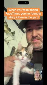 Stray Kitten Found in Yard: A Heartwarming Love Story