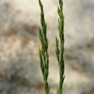 Image result for Hyparrhenia griffithii