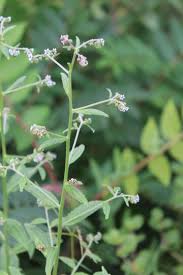 Image result for Cynoglossum lanceolatum