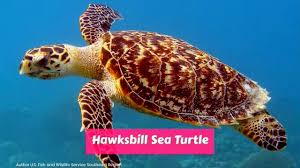 Protecting the hawksbill sea turtle unfortunately, those tortoiseshell heirlooms came at a steep price. Hawksbill Sea Turtle Eretmochelys Imbricata Turtle Sea Turtle Endangered Sea Turtles