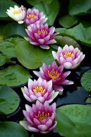 Color Vision Flower Beauty Love Flowers Montreal Botanical Garden