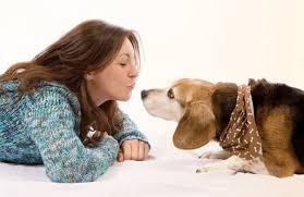 Maybe you would like to learn more about one of these? Basset Hound