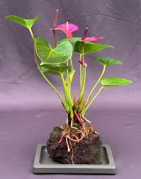 Image result for Anthurium andraeanum