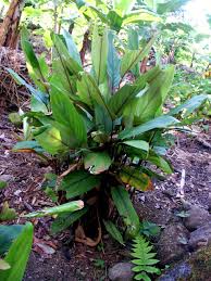 Image result for Maranta arundinacea
