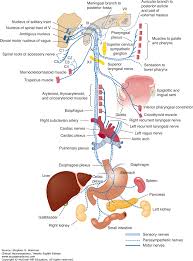 Cranial Nerves And Pathways Clinical Neuroanatomy 28e