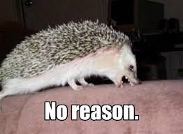 Why Funny Hedgehog Cute Hedgehog Animals