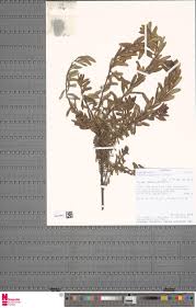 Image result for Clutia angustifolia