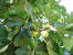 Blossom Fig Tree Flower