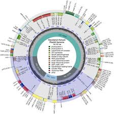 Image result for Cleistachne sorghoides