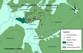 Image result for Plicosepalus sagittifolius