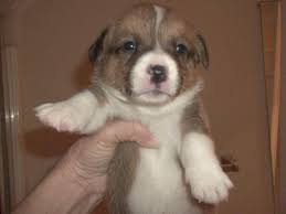Maybe you would like to learn more about one of these? Pembroke Welsh Corgis Beautiful Smart Puppies For Sale In Conroe Texas Classified Americanlisted Com