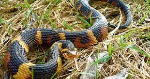 Black And Yellow Banded Snake Texas Nerodia Fasciata Confluens Broad Banded Water Snake Snake Pretty Snakes Reptiles And Amphibians