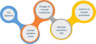 Toxic Impacts Induced By Sodium Lauryl Sulfate In Mytilus Galloprovincialis Sciencedirect