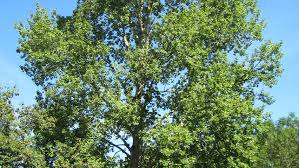 Image result for Populus ×  canescens