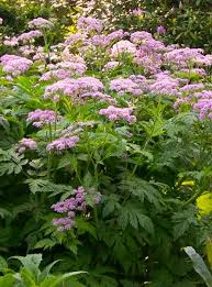 Image result for Pimpinella buchananii