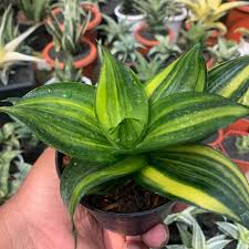 Image result for Sansevieria trifasciata