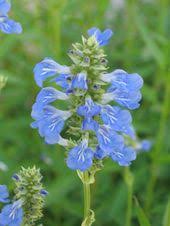 Salvia Uliginosa Pfeffer Salbei Hummelschaukel Mit Stauden Gestalten Balkon Und Terrasse Nicht Winterha Winterharte Pflanzen Kubelpflanzen Pflanzen